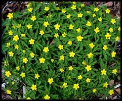 Attēlu rezultāti vaicājumam “Anemone ranunculoides bud”