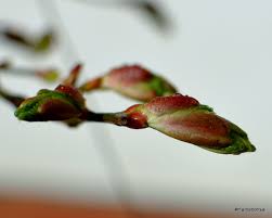 Attēlu rezultāti vaicājumam “Tilia cordata bud”