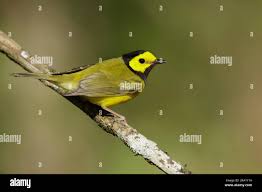 Image result for Wilsonia citrina