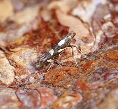 Attēlu rezultāti vaicājumam “Calybites phasianipennella”