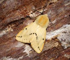 Attēlu rezultāti vaicājumam “Spilosoma lutea”