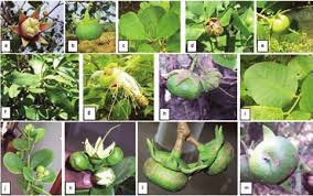 Attēlu rezultāti vaicājumam “Rhynchospora alba fruit”