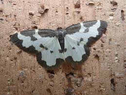 Attēlu rezultāti vaicājumam “Lomaspilis marginata”