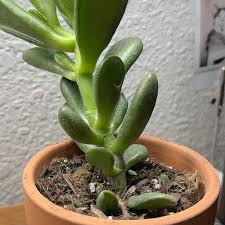 Image result for Crassula hobbit