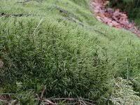 Attēlu rezultāti vaicājumam “Dicranum bergeri”