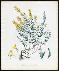 Image result for Genista tinctoria