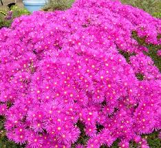 Image result for Chrysanthemum spectabile