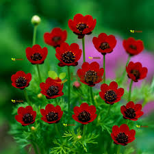 Image result for Adonis aestivalis