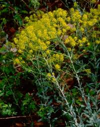 Image result for Isatis tinctoria