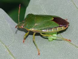 Attēlu rezultāti vaicājumam “Palomena prasina”