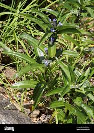 Attēlu rezultāti vaicājumam “Gentiana cruciata leaf”