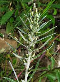 Attēlu rezultāti vaicājumam “Gnaphalium sylvaticum”