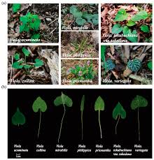 Attēlu rezultāti vaicājumam “Viola collina leaf”