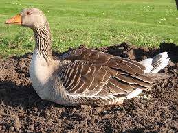 Attēlu rezultāti vaicājumam “Anser anser”