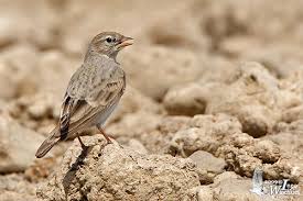 Image result for Calandrella brachydactyla