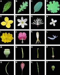 Attēlu rezultāti vaicājumam “Papaveraceae”
