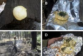 Attēlu rezultāti vaicājumam “Reticularia lycoperdon young”