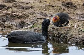 Attēlu rezultāti vaicājumam “Fulica atra adult”