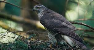 Image result for Goshawks G C