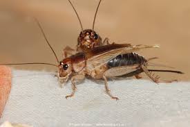 Attēlu rezultāti vaicājumam “Gryllus domesticus”