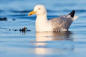 Attēlu rezultāti vaicājumam “Larus argentatus”