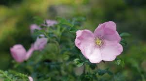 Attēlu rezultāti vaicājumam “Rosa subcanina”