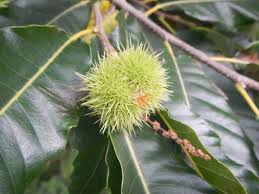 Attēlu rezultāti vaicājumam “Castanea sativa  leaf”
