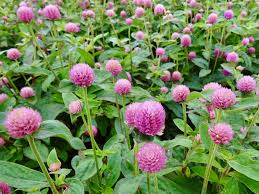 Image result for Kugelamarant