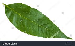 Attēlu rezultāti vaicājumam “Fraxinus excelsior leaf”