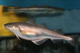 Image result for Microgadus tomcod