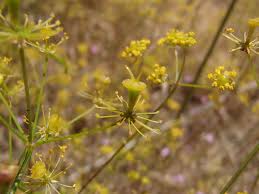 Attēlu rezultāti vaicājumam “Chaerophyllum aromaticum flower”