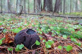 Attēlu rezultāti vaicājumam “Sarcosoma globosum”