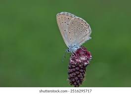 Attēlu rezultāti vaicājumam “Maculinea teleius”