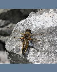 Attēlu rezultāti vaicājumam “Libellula quadrimaculata”