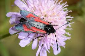 Attēlu rezultāti vaicājumam “Zygaena minos”