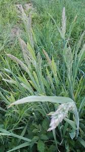 Attēlu rezultāti vaicājumam “Holcus lanatus  fruit”