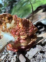 Attēlu rezultāti vaicājumam “Lignydium muscorum plasmodium”