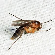 Attēlu rezultāti vaicājumam “Mycetophilidae”