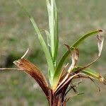 Attēlu rezultāti vaicājumam “Carex caryophyllea fruit”