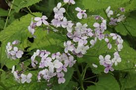 Attēlu rezultāti vaicājumam “Lunaria rediviva leaf”