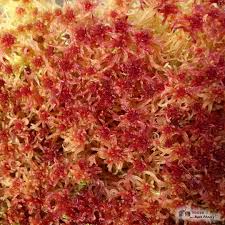 Attēlu rezultāti vaicājumam “Sphagnum capillifolium”