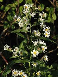 Image result for Aster lanceolatus