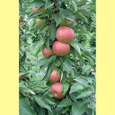 Attēlu rezultāti vaicājumam “Malus domestica fruit”