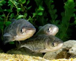 Image result for Hypophthalmichthys molitrix