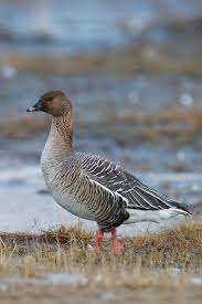 Attēlu rezultāti vaicājumam “Anser brachyrhynchus”