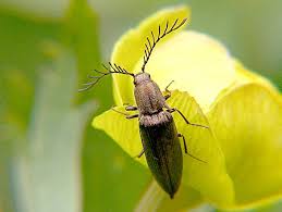 Attēlu rezultāti vaicājumam “Ctenicera pectinicornis male”