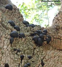 Attēlu rezultāti vaicājumam “Daldinia concentrica”