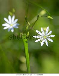 Attēlu rezultāti vaicājumam “Stellaria graminea flower”