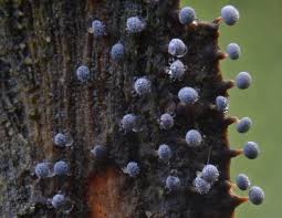 Attēlu rezultāti vaicājumam “Didymium squamulosum”