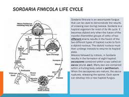 Attēlu rezultāti vaicājumam “Sordaria fimicola”